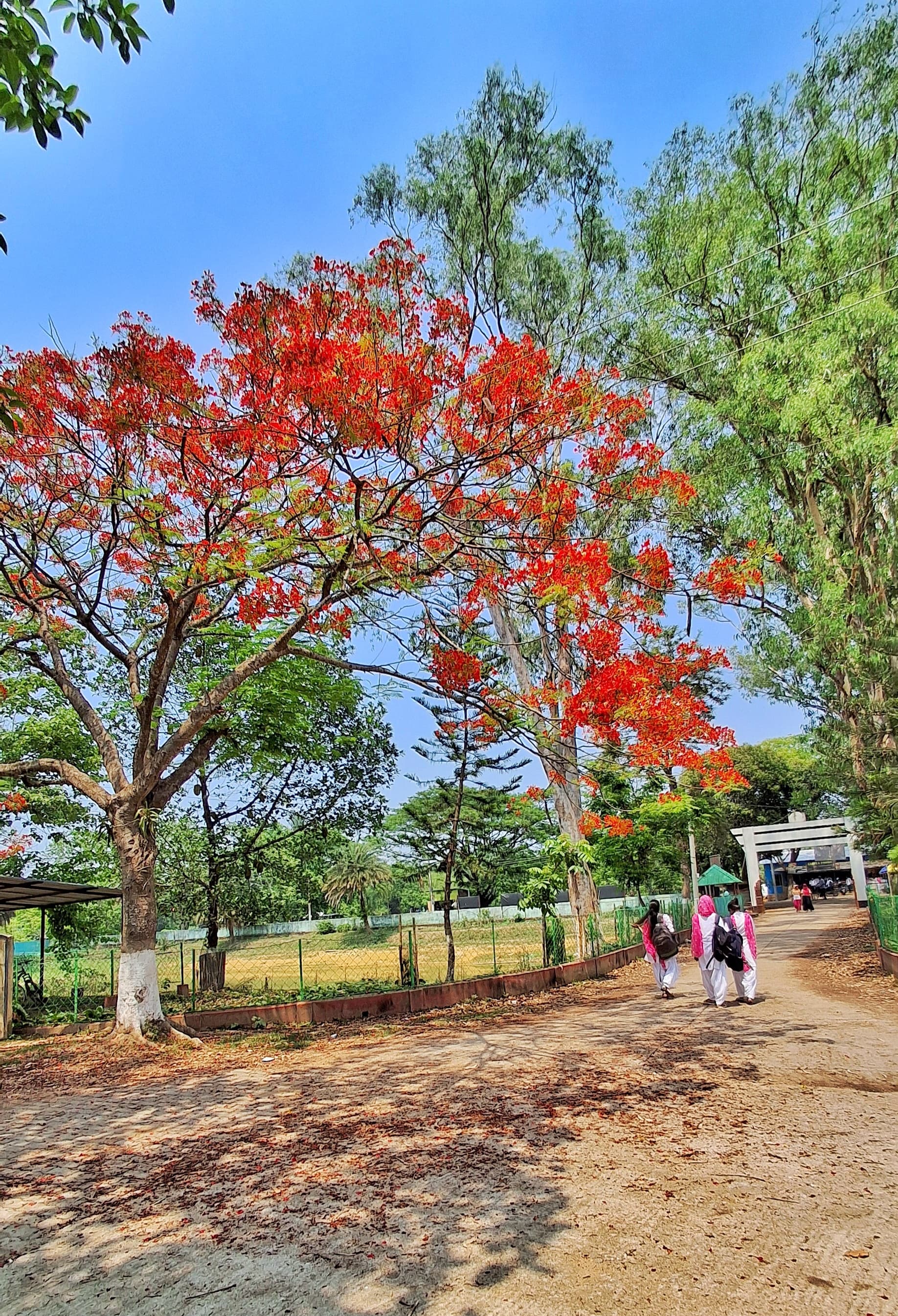 Snapshots from the College Campus